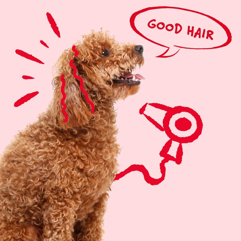 Bocce's Good Hair Soft & Chewy Treats