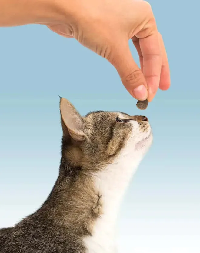 Cat Craves Chicken Semi-Moist Cat Treat