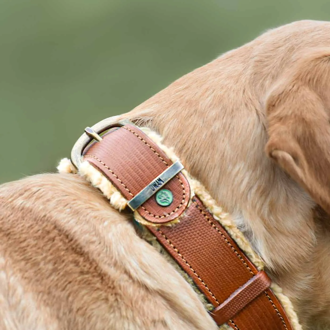 Teddy Dog Collar by DWAM