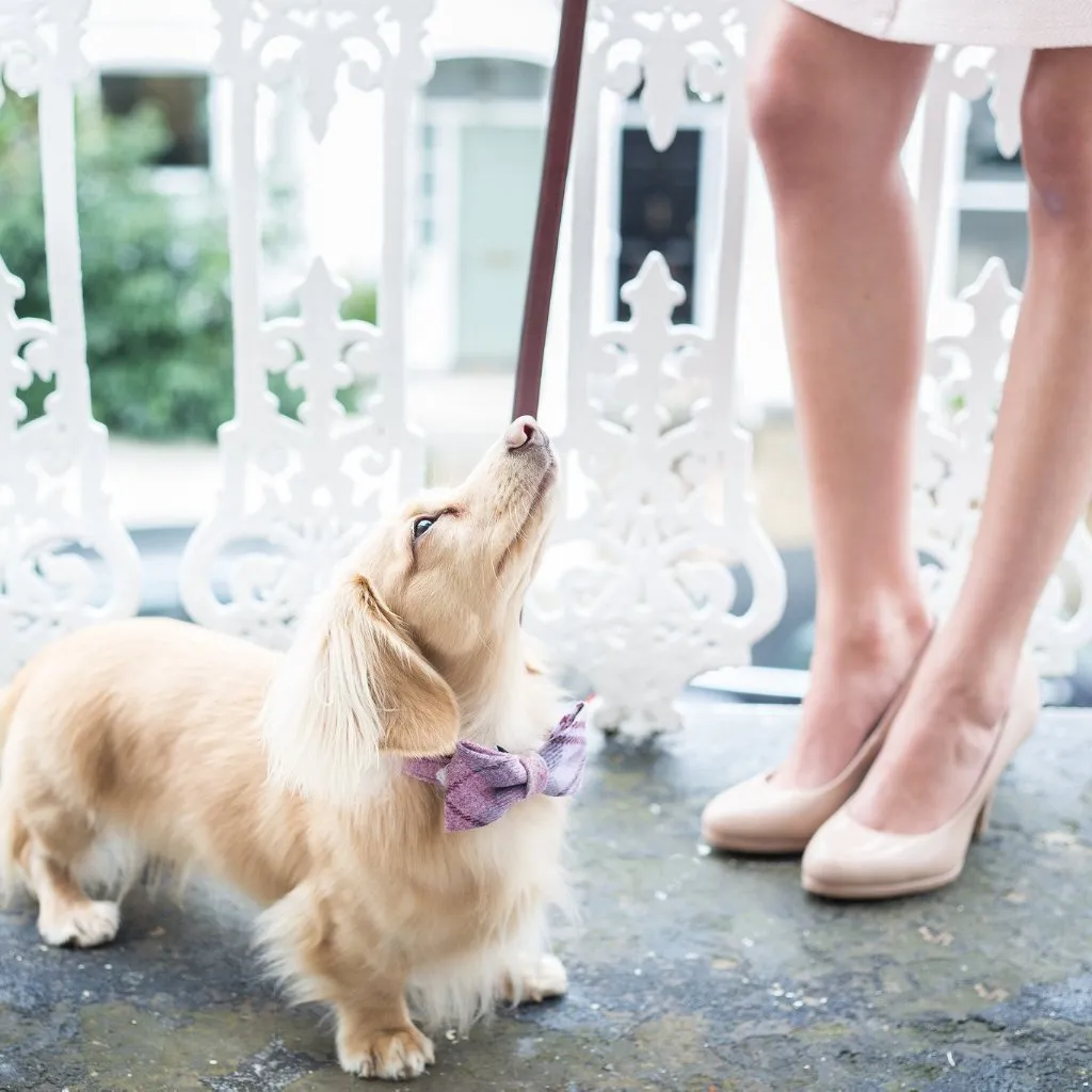 'The Cromwell' Pink Sheltie Dog Lead